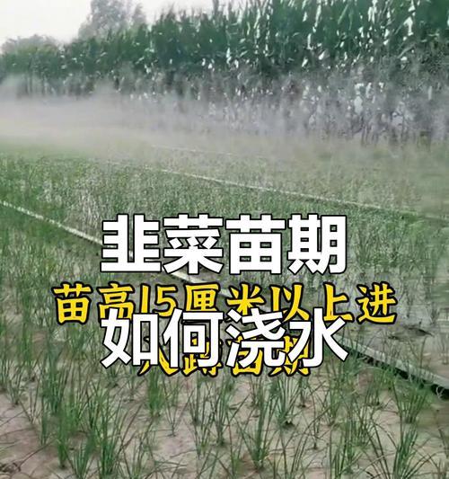韭菜如何正确浇水？保持韭菜健康生长的秘诀是什么？