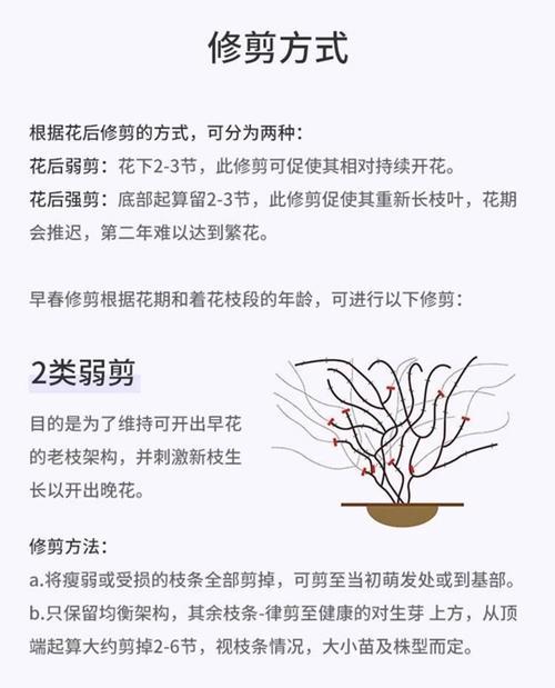 如何选择适合铁线莲苗的盆栽种植方法？