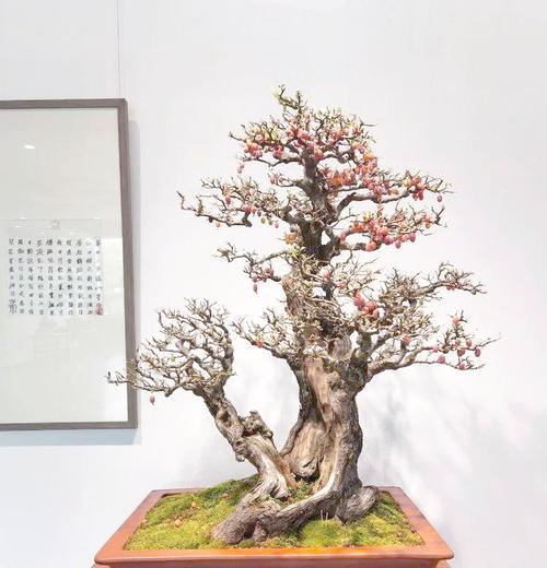 落叶后的榆树盆景怎么养？落叶后的养护和管理技巧是什么？