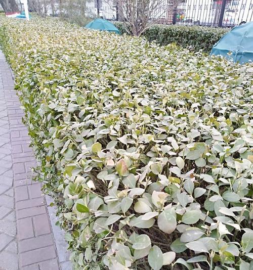 冬青卫矛叶子发黄发软的原因是什么？如何处理？