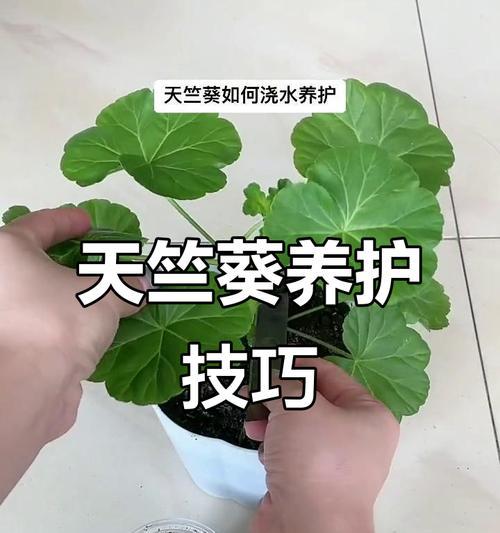 天竺葵大叶昙花的养护技巧是什么？