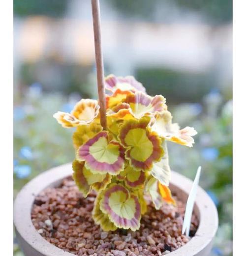天竺葵大叶昙花的养护技巧是什么？