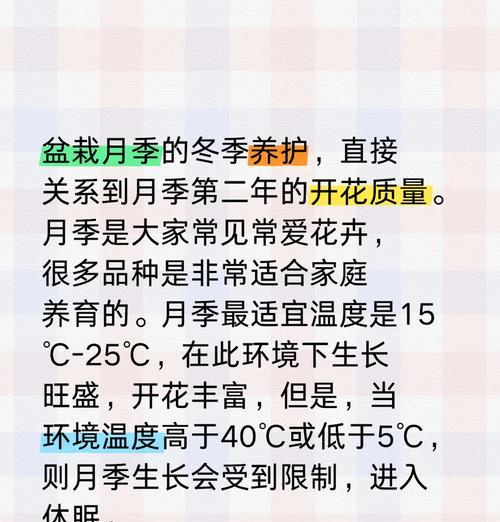 你们都是怎么养月季的？有哪些养月季的技巧？