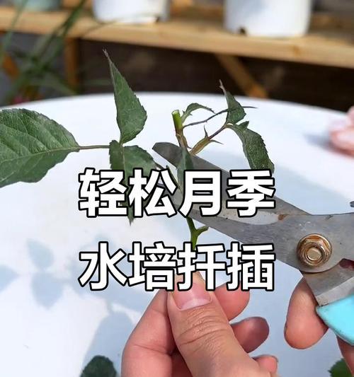 扦插月季花的最佳技巧有哪些？