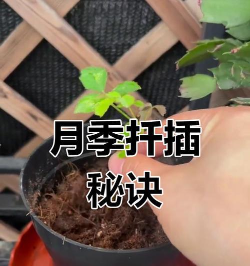 扦插月季花的最佳技巧有哪些？