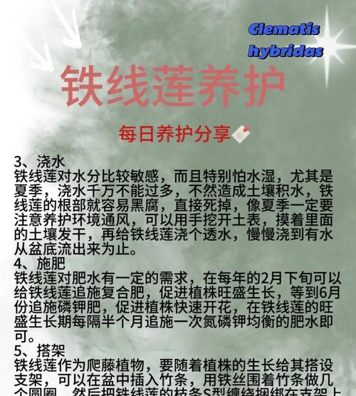 铁线莲过冬保养技巧有哪些？