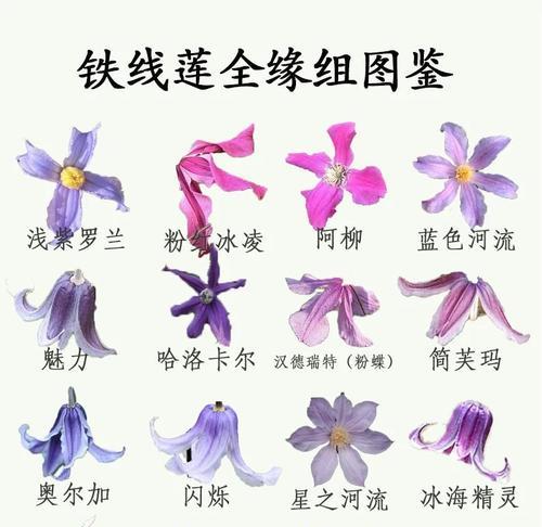 铁线莲过冬保养技巧有哪些？