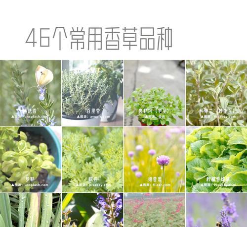 香草光感植物的特点是什么？