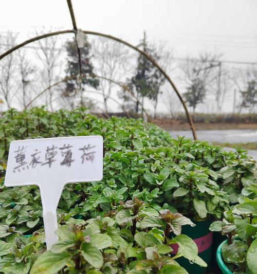 香草光感植物的特点是什么？