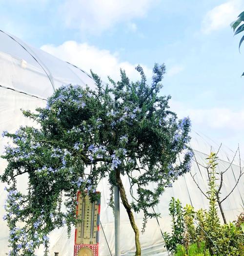 香草光感植物的特点是什么？