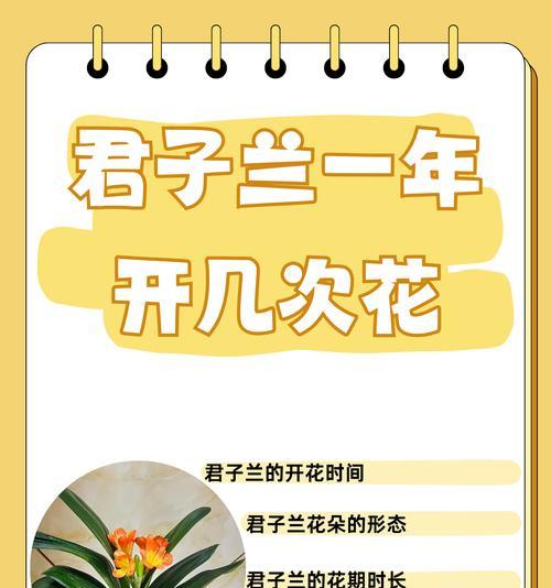 盛夏如何养护君子兰？有哪些注意事项？