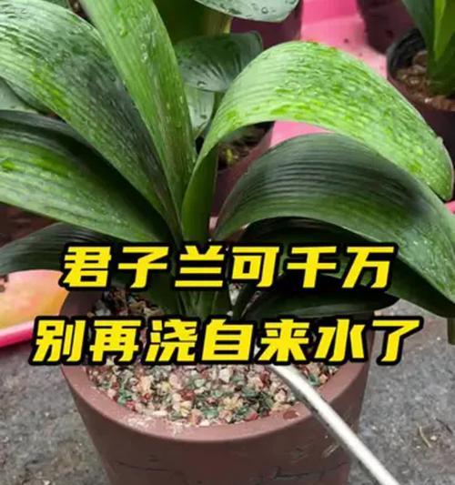 盛夏如何养护君子兰？有哪些注意事项？