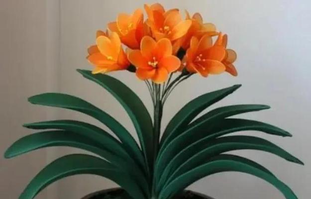 盛夏如何养护君子兰？有哪些注意事项？