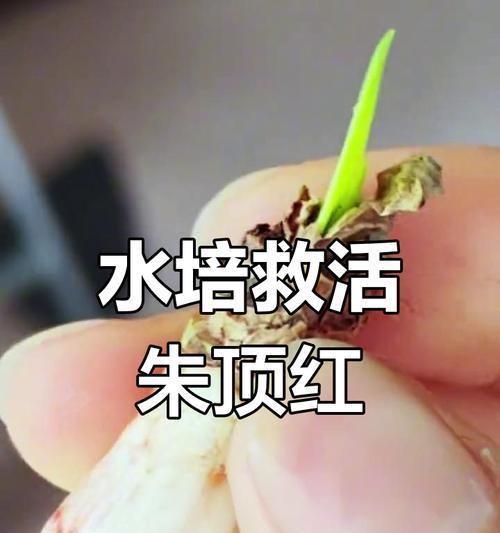 朱顶红用什么生根最快？如何快速生根？