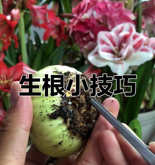 朱顶红用什么生根最快？如何快速生根？