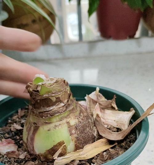 朱顶红用什么生根最快？如何快速生根？