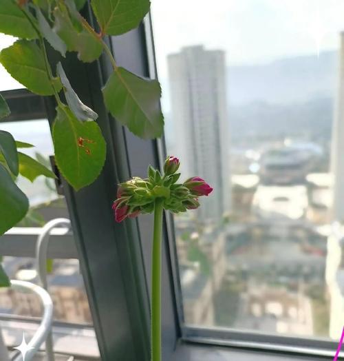 在山东养天竺葵的条件如何？天竺葵在山东好养吗？