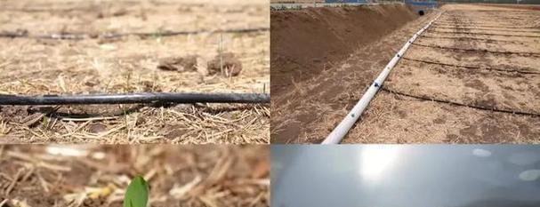 什么样的墒情可以不给玉米浇水？播种玉米的正确方法是什么？