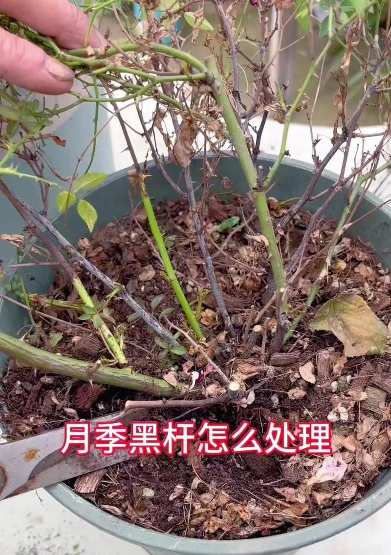 月季打籽后应该怎么办？有哪些处理方法？