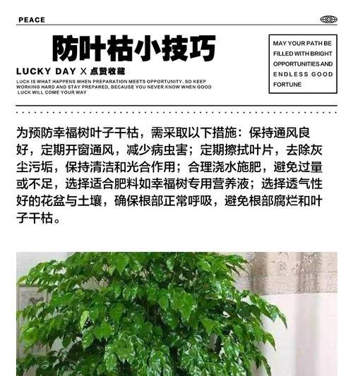 幸福树盆景叶子发黄掉落的原因是什么？