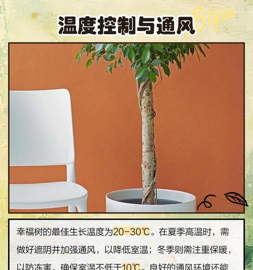 幸福树盆景叶子发黄掉落的原因是什么？