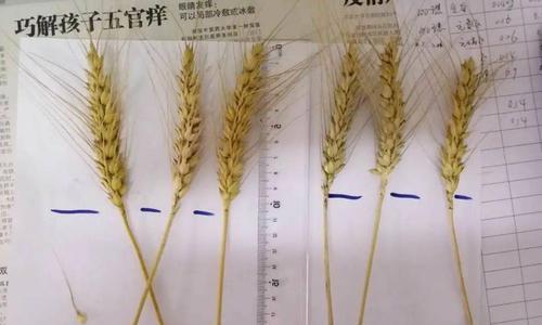 自制王小麦肥料的方法是什么？