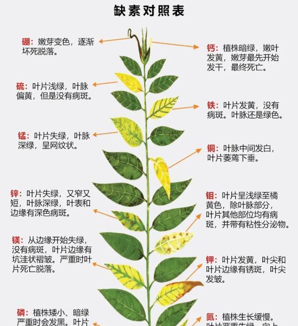 月季突然黄叶的原因及应对措施是什么？