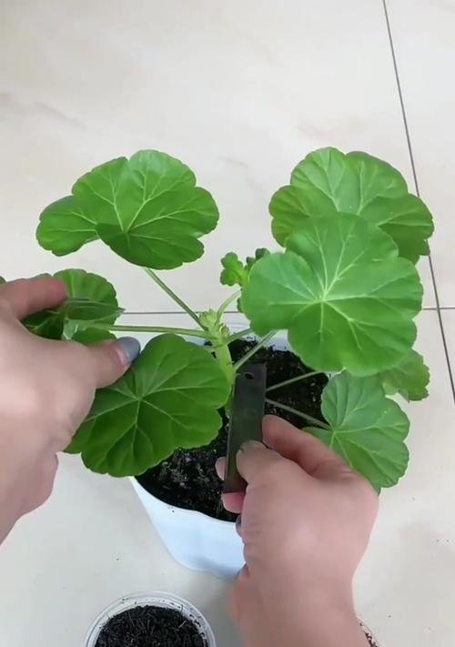 叶子好看天竺葵怎么养？保持天竺葵叶子美观的秘诀是什么？