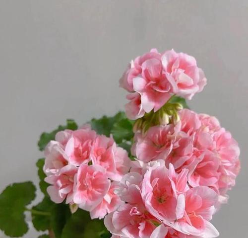 叶子好看天竺葵怎么养？保持天竺葵叶子美观的秘诀是什么？