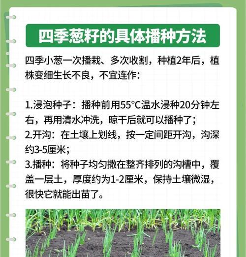 葱籽播种后什么时候移栽？移栽的最佳时机是什么时候？