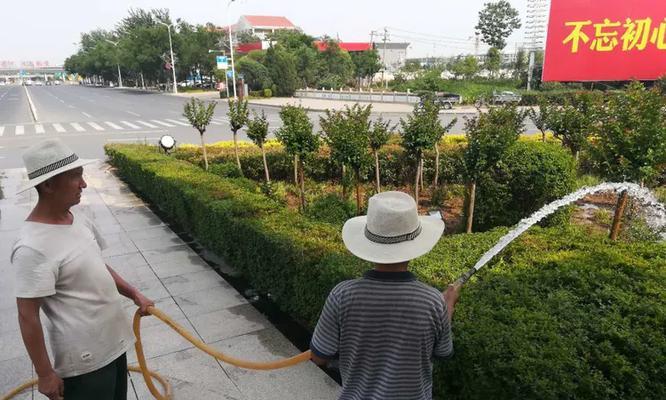 广玉兰施肥技巧有哪些？如何正确施肥？