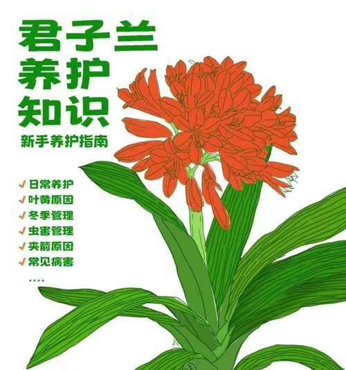爆粒君子兰幼苗怎么养？如何进行正确的养护？
