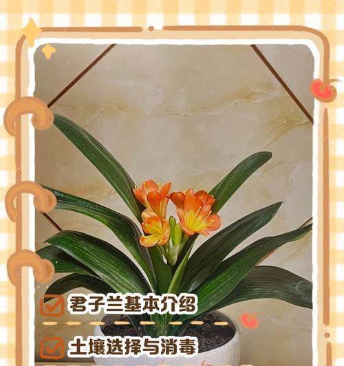 爆粒君子兰幼苗怎么养？如何进行正确的养护？