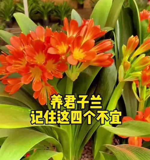 爆粒君子兰幼苗怎么养？如何进行正确的养护？
