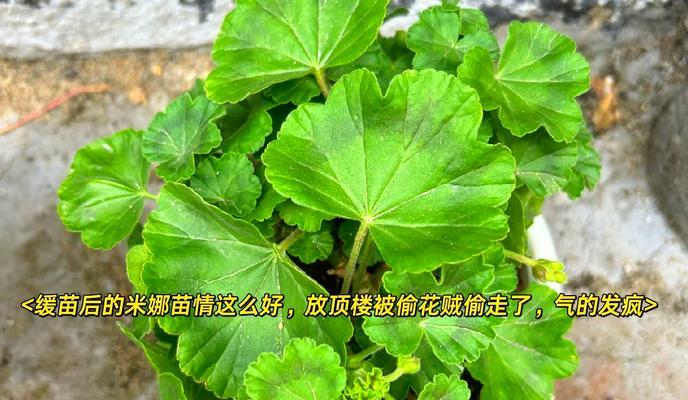 天竺葵小苗养护需要注意什么？