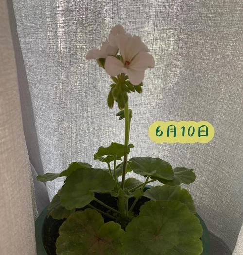 天竺葵小苗养护需要注意什么？
