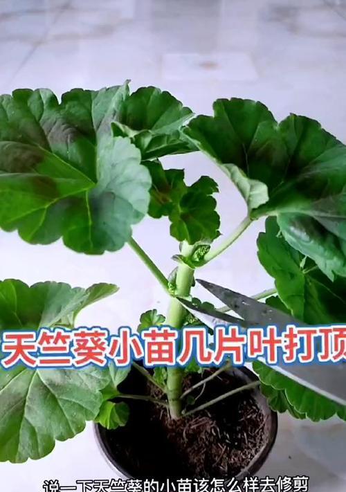 天竺葵小苗养护需要注意什么？