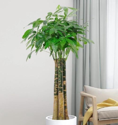 家庭大盆栽观赏植物有哪些？如何选择适合的盆栽植物？