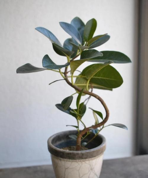 家庭大盆栽观赏植物有哪些？如何选择适合的盆栽植物？