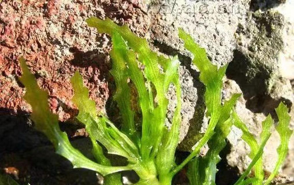 南陵地区水生植物种类有哪些？