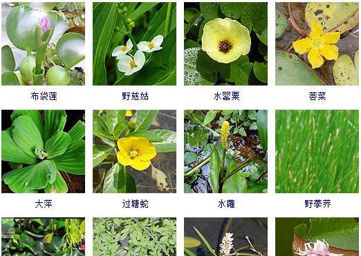 南陵地区水生植物种类有哪些？