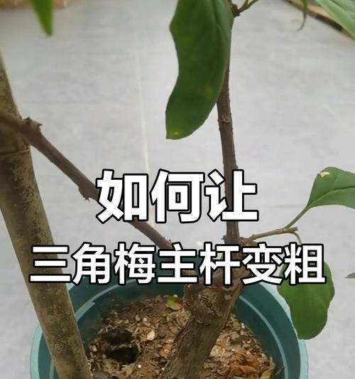 三角梅长杆子的固定技巧是什么？