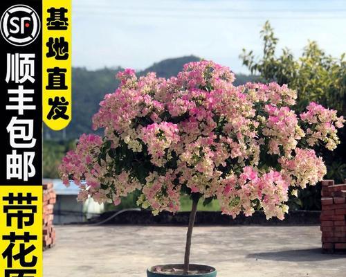 三角梅长杆子的固定技巧是什么？