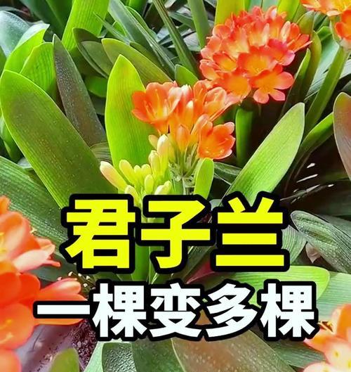 君子兰群兰老桩头的养护技巧有哪些？
