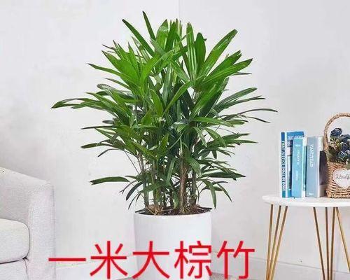 金山棕竹栽培技术要点？如何正确栽培？