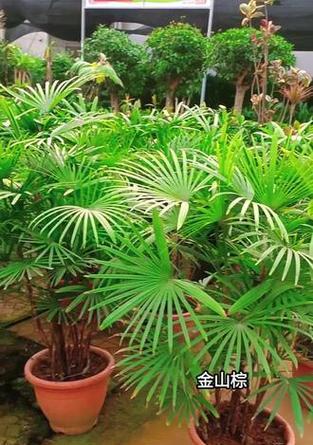 金山棕竹栽培技术要点？如何正确栽培？