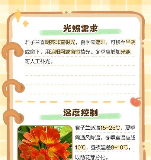 君子兰可以劈开吗？劈开后如何养护？