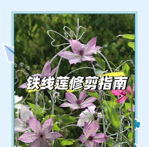 铁线莲根须的养护和管理技巧有哪些？