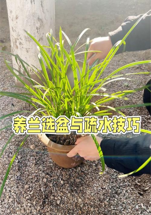 兰科植物新基质选择？哪些基质最适合种植？