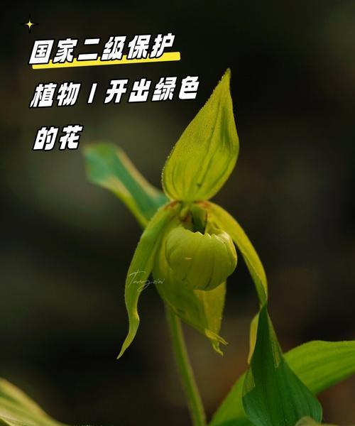 兰科植物新基质选择？哪些基质最适合种植？